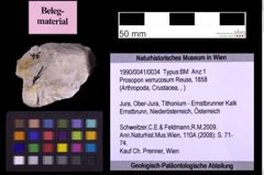 Foto (Objekt + Etiketten) von Prosopon verrucosum (Reuss, 1858) (NHMW-GEO-1990-0041-0034)